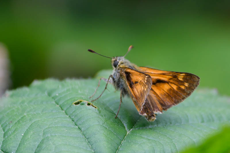 Large Skipper